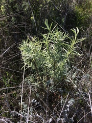 Castilleja grisea