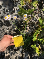 Erigeron philadelphicus provancheri