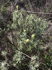 Castilleja grisea