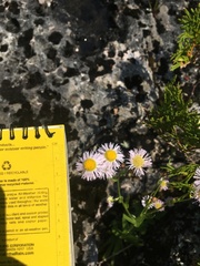 Erigeron philadelphicus provancheri