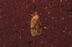 Agonopterix robiniella