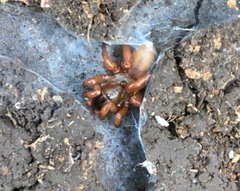 Myrmekiaphila comstocki