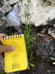 Erigeron philadelphicus provancheri