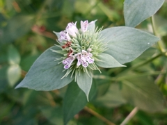 Pycnanthemum setosum