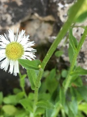 Erigeron philadelphicus provancheri