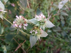Pycnanthemum setosum