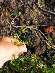 Poa platyantha