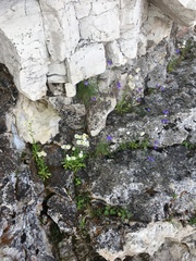 Erigeron philadelphicus provancheri
