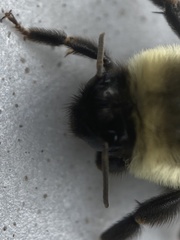 Bombus impatiens