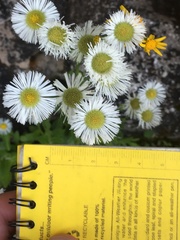 Erigeron philadelphicus provancheri
