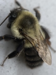 Bombus impatiens