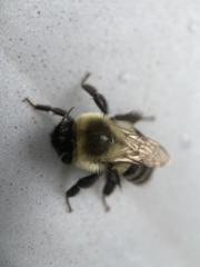 Bombus impatiens