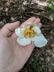 Gordonia lasianthus