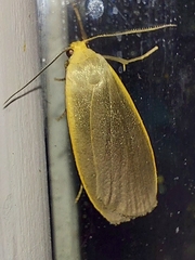 Eilema lurideola