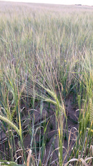 Hordeum distichon