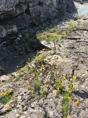 Erigeron philadelphicus provancheri
