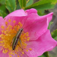 Conocephalus saltans