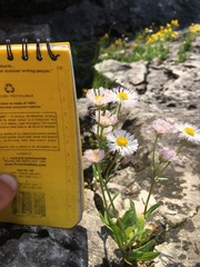 Erigeron philadelphicus provancheri