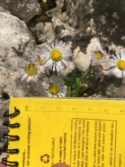 Erigeron philadelphicus provancheri