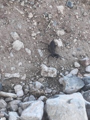 Mastigoproctus giganteus