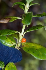 Coprosma serrulata