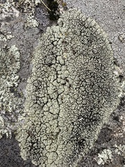 Lecanora argopholis