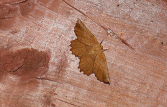 Euchlaena johnsonaria