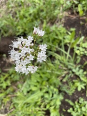 Valeriana occidentalis