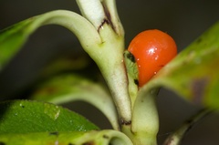 Coprosma serrulata
