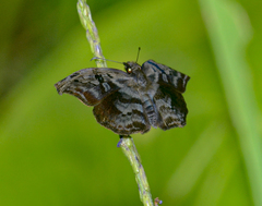 Ebrietas