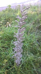 Echium italicum