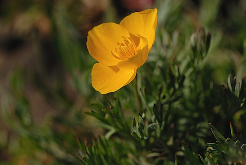 Eschscholzia lobbii