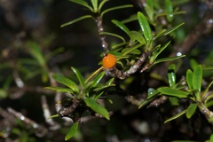 Coprosma pseudocuneata
