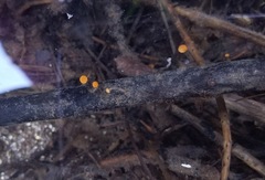 Vibrissea truncorum
