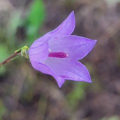 Campanula petiolata