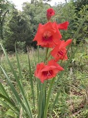 Gladiolus × hortulanus