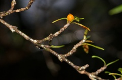 Coprosma pseudocuneata