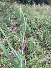 Gladiolus × hortulanus