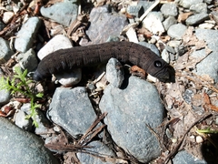 Proserpinus flavofasciata