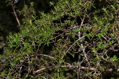Coprosma pseudocuneata