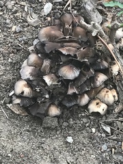 Coprinellus