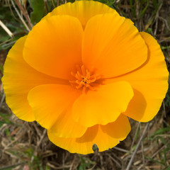 Eschscholzia californica californica