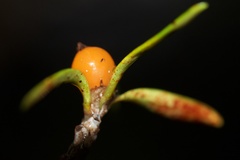 Coprosma pseudocuneata