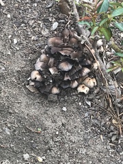 Coprinellus