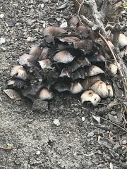 Coprinellus