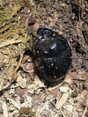 Dichotomius colonicus