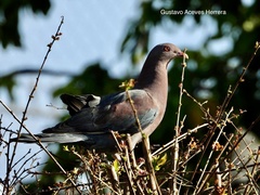 Patagioenas flavirostris