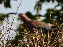 Patagioenas flavirostris
