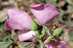 Rosa bridgesii