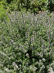 Thymus × citriodorus